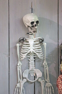Hanging Halloween Skeleton - 36 Inch -Decorative Candle Shop bones skeleton close