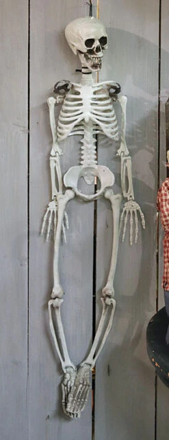 Hanging Halloween Skeleton - 36 Inch -Decorative Candle Shop bones skeleton main