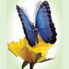 Blue Morpho Moving Butterfly 2 Blue Morpho Moving Butterfly -Decorative Candle Shop moving butterfly Blue Morph