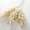 34 Inch Pampas Grass Bundle Of 3 -Decorative Candle Shop pampas glam 1